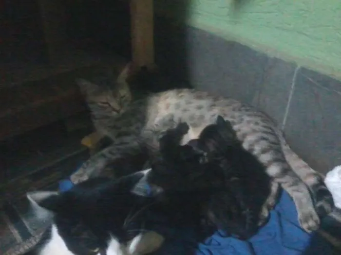 Gato ra a european shorthair idade Abaixo de 2 meses nome sem nomes