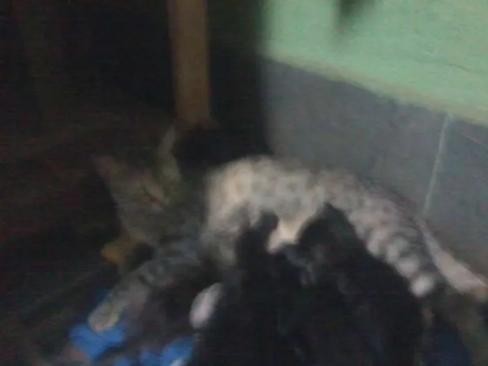 Gato ra a european shorthair idade Abaixo de 2 meses nome sem nomes