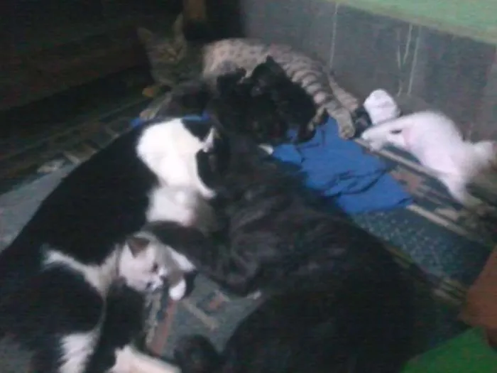 Gato ra a european shorthair idade Abaixo de 2 meses nome sem nomes