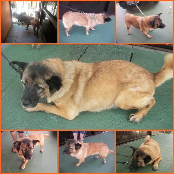 Cachorro ra a SRD idade 3 anos nome ANITA