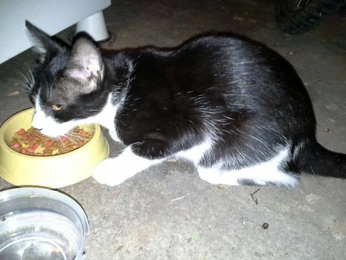 Gato ra a  idade 2 a 6 meses nome Sem nome