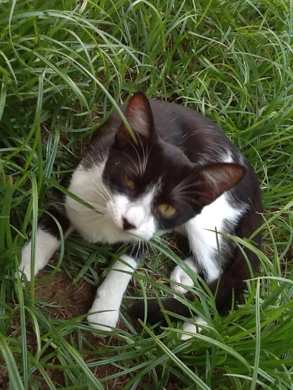 Gato ra a  idade 2 a 6 meses nome Sem nome