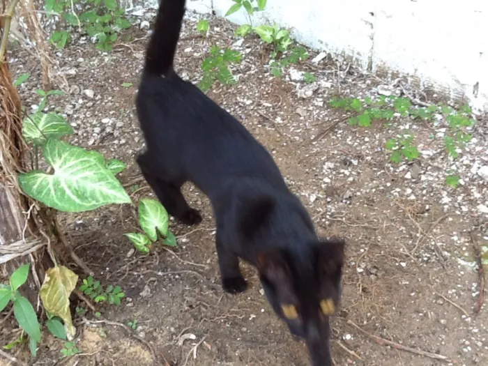Gato ra a  idade 2 a 6 meses nome Sem nome