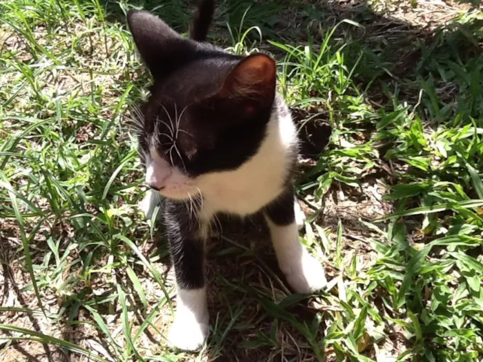 Gato ra a  idade 2 a 6 meses nome Sem nome
