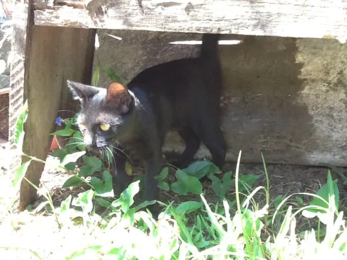 Gato ra a  idade 2 a 6 meses nome Sem nome