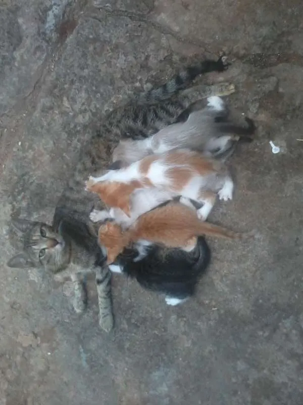 Gato raça  idade 2 a 6 meses nome Filhotes 