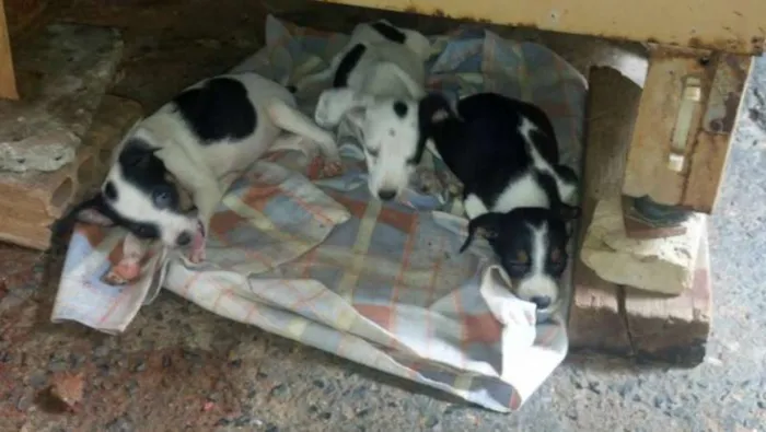 Cachorro ra a VIRA LATA idade 2 a 6 meses nome SEM NOME