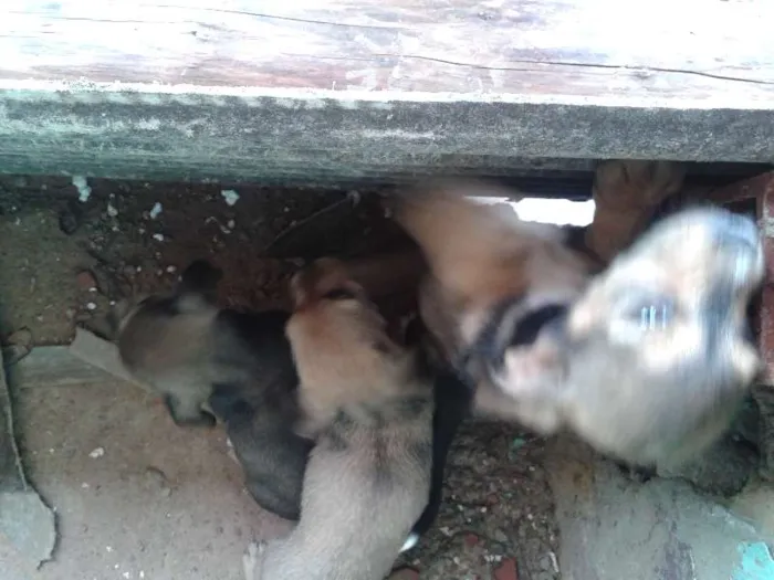 Cachorro raça Vira Latas idade Abaixo de 2 meses nome -