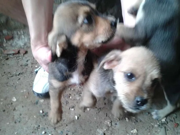 Cachorro raça Vira Latas idade Abaixo de 2 meses nome -