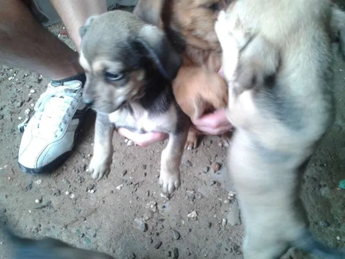 Cachorro raça Vira Latas idade Abaixo de 2 meses nome -