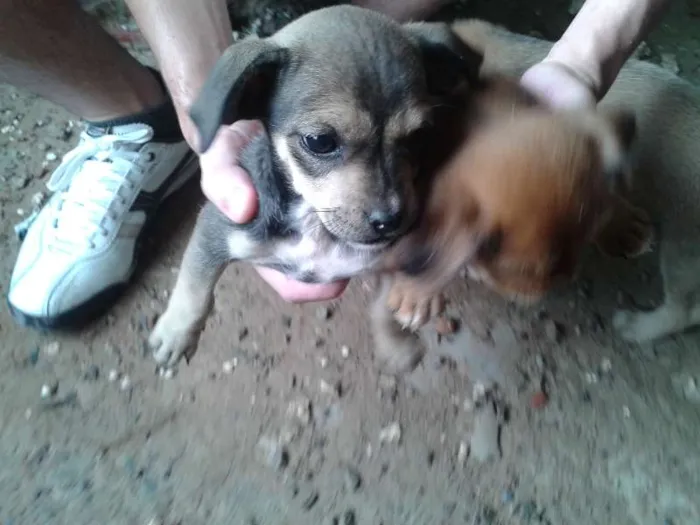 Cachorro raça Vira Latas idade Abaixo de 2 meses nome -