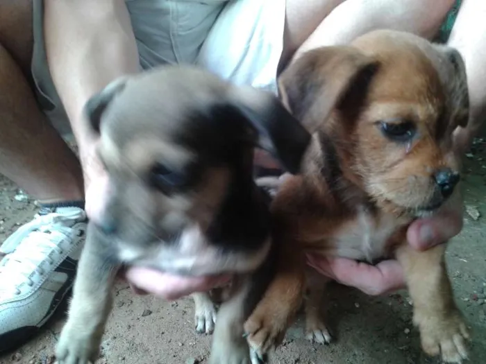 Cachorro raça Vira Latas idade Abaixo de 2 meses nome -