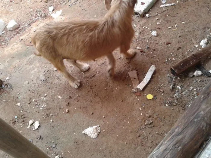 Cachorro raça Vira Latas idade Abaixo de 2 meses nome -