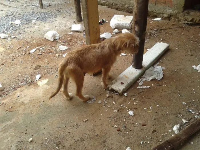 Cachorro raça Vira Latas idade Abaixo de 2 meses nome -