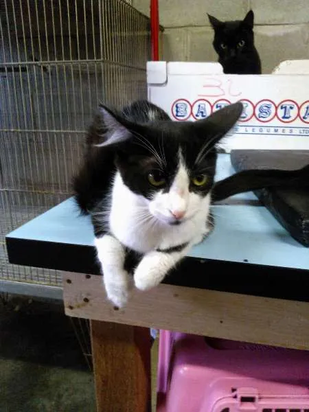 Gato ra a SRD idade 2 a 6 meses nome Íris