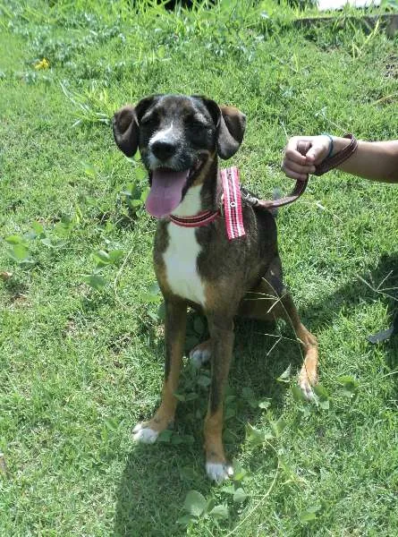 Cachorro ra a SRD idade 1 ano nome Tubaína
