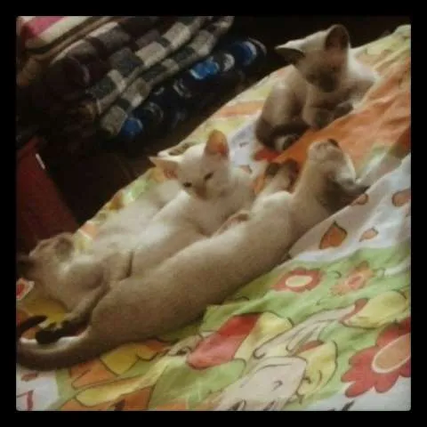Gato ra a Siamês idade 2 a 6 meses nome sophia,algodão,migu