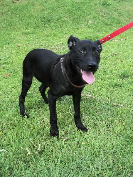 Cachorro ra a SRD idade 2 a 6 meses nome Chamusca