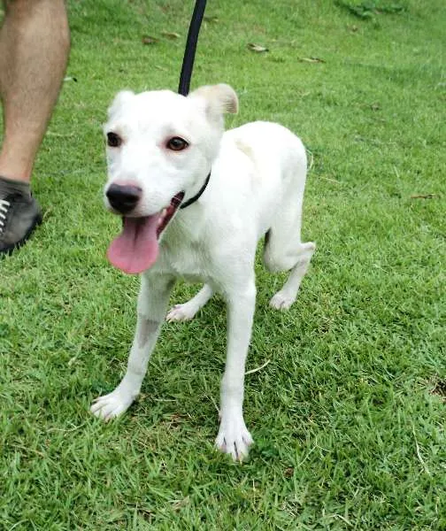 Cachorro ra a SRD idade Abaixo de 2 meses nome Natalis