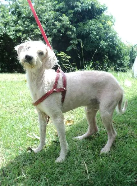 Cachorro ra a Poodle idade 6 ou mais anos nome Pudim