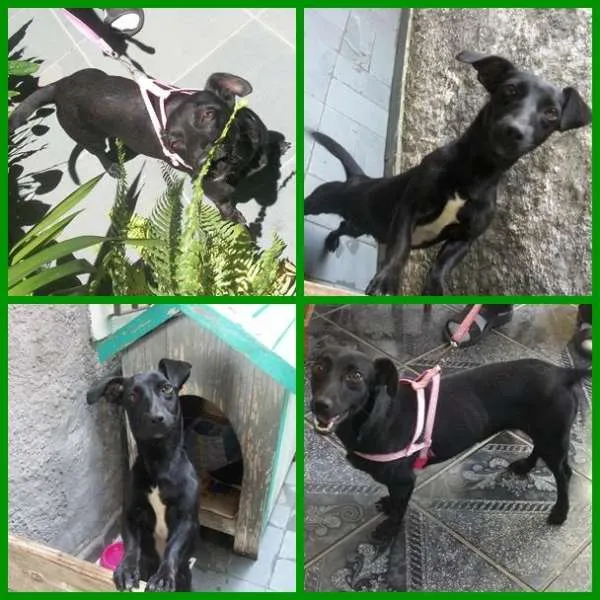 Cachorro ra a SRD idade 1 ano nome LAURINHA