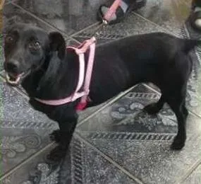 Cachorro ra a SRD idade 1 ano nome LAURINHA