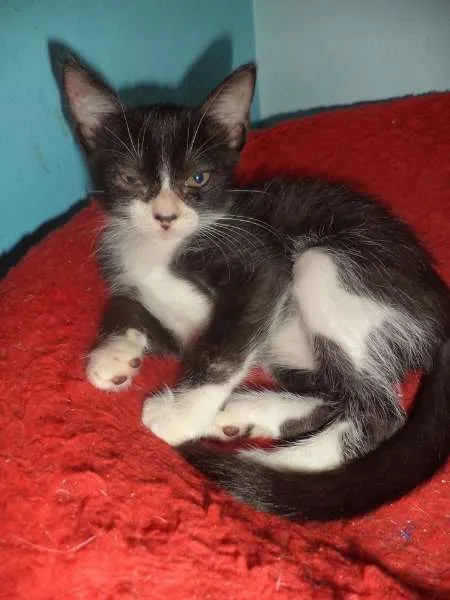 Gato ra a SRD idade 2 a 6 meses nome Lisbela
