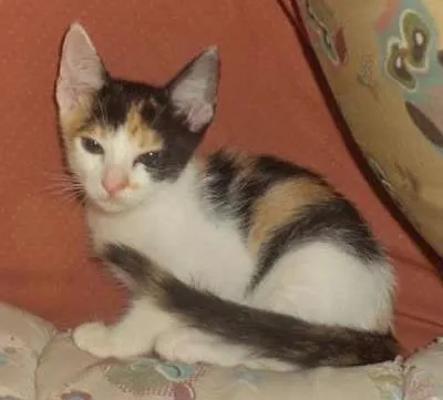 Gato ra a SRD idade 2 a 6 meses nome Valentina