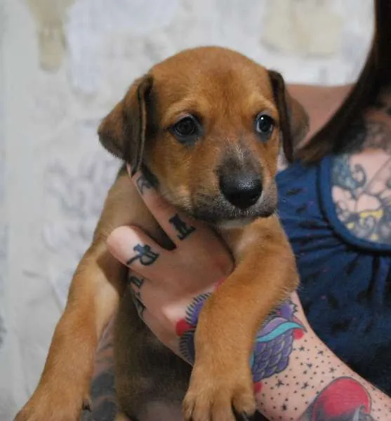 Cachorro ra a SRD idade Abaixo de 2 meses nome Filhote porte médio
