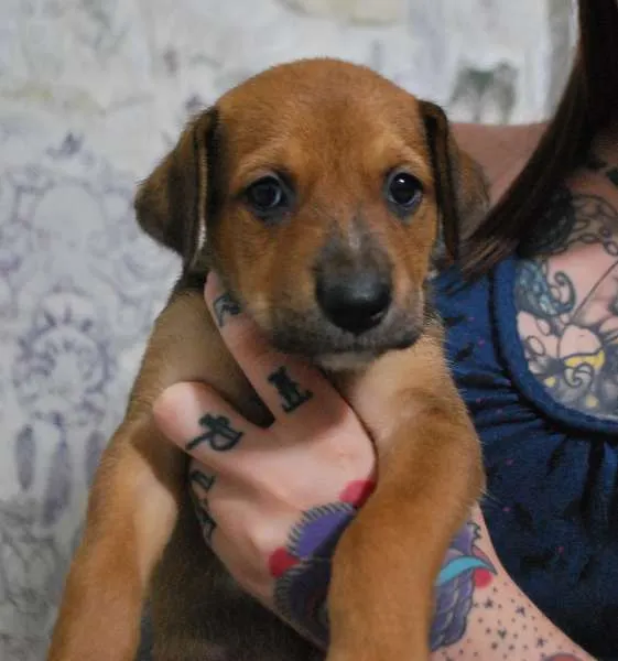 Cachorro ra a SRD idade Abaixo de 2 meses nome Filhote porte médio