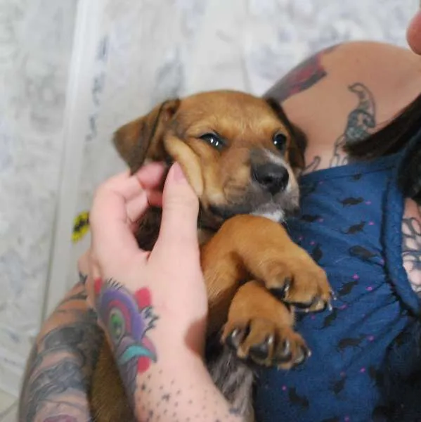 Cachorro ra a SRD idade Abaixo de 2 meses nome Filhote porte médio