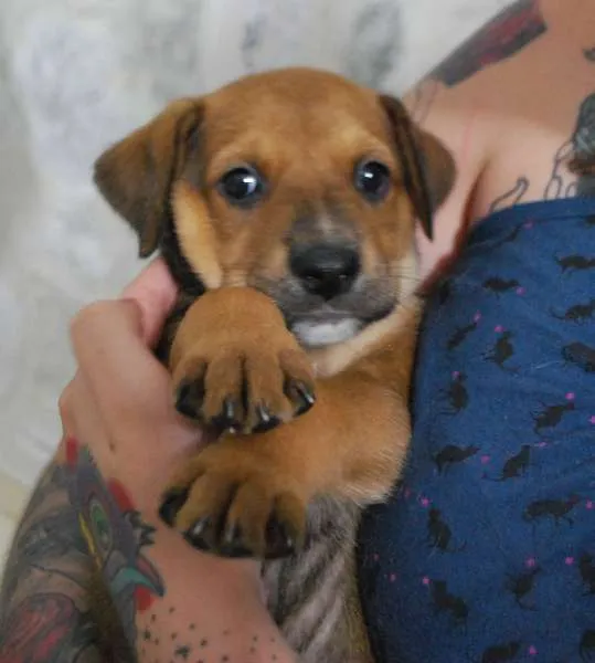 Cachorro ra a SRD idade Abaixo de 2 meses nome Filhote porte médio