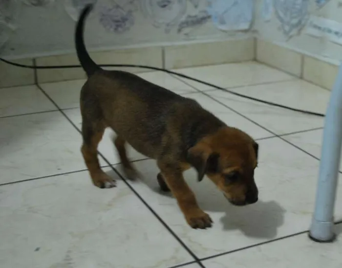 Cachorro ra a SRD idade Abaixo de 2 meses nome Filhote porte médio