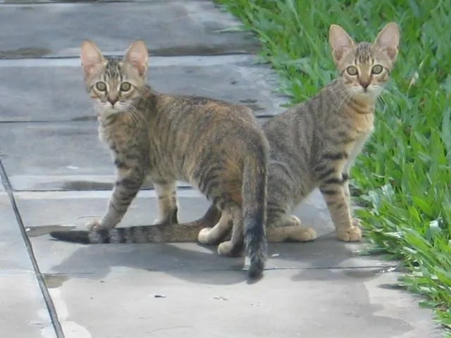 Gato ra a mista idade 2 a 6 meses nome Lolitas