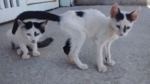 Gato raça SRD idade Abaixo de 2 meses nome JOÃO E MARIA