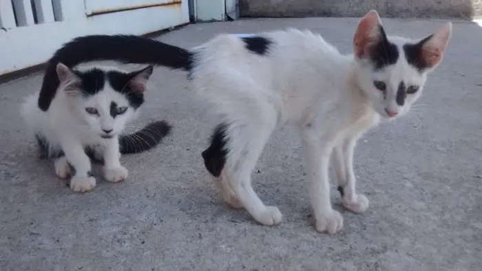 Gato ra a SRD idade Abaixo de 2 meses nome JOÃO E MARIA