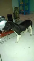 TIBRANCAEPRETA