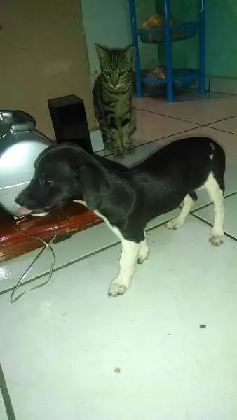 Cachorro ra a SRD idade 2 a 6 meses nome TIBRANCAEPRETA