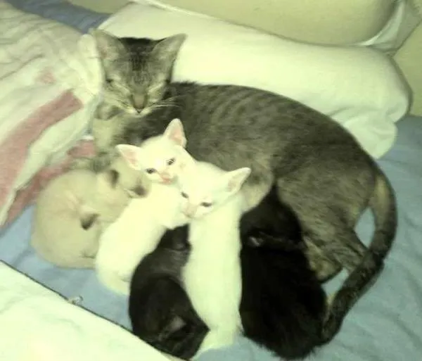 Gato ra a SRD idade Abaixo de 2 meses nome filhotes