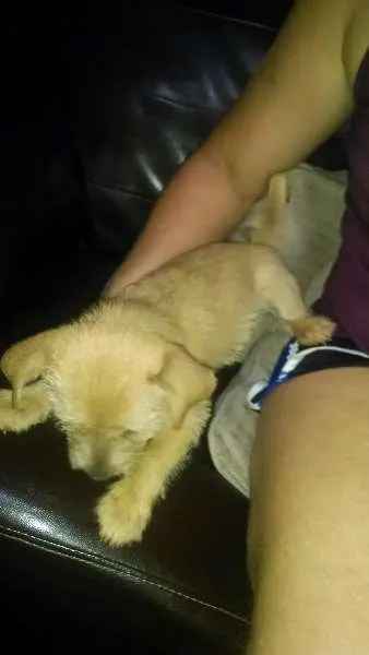 Cachorro ra a srd idade 2 a 6 meses nome tibranca