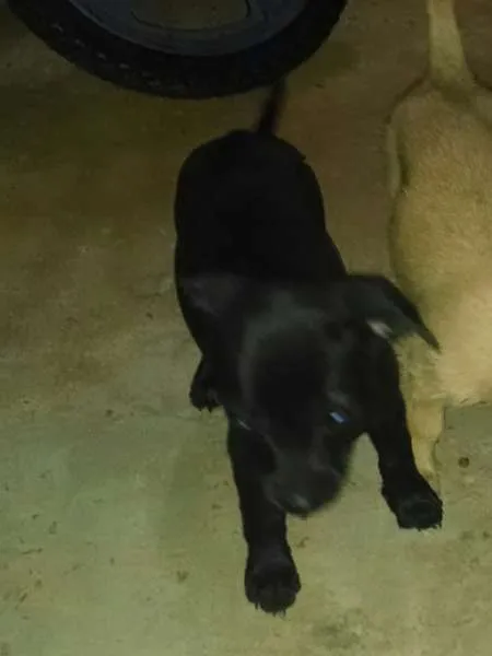 Cachorro ra a SRD idade 2 a 6 meses nome tipreta