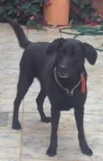 Astor