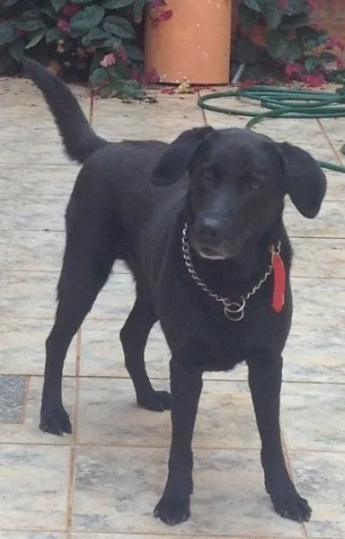 Cachorro ra a Labrador idade 6 ou mais anos nome Astor