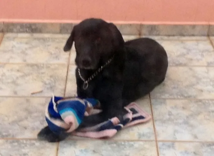 Cachorro ra a Labrador idade 6 ou mais anos nome Astor