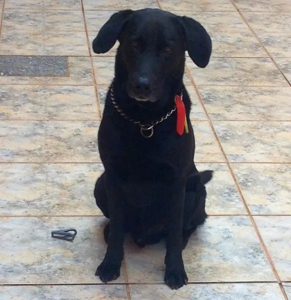 Cachorro ra a Labrador idade 6 ou mais anos nome Astor