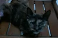 bella