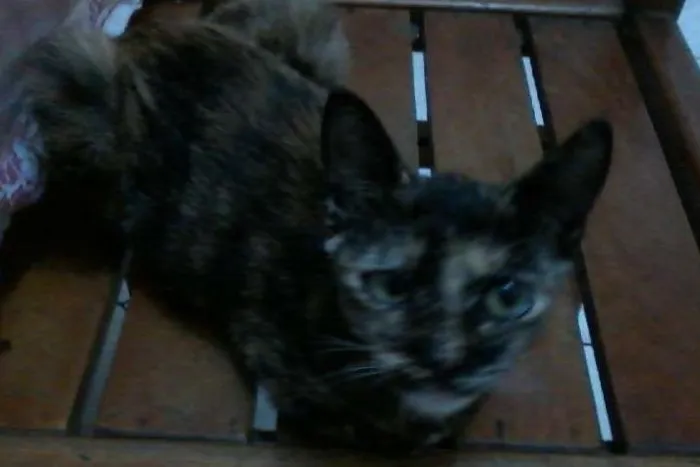 Gato ra a  idade 2 a 6 meses nome bella