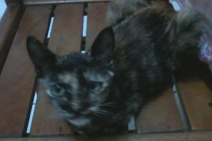 Gato ra a  idade 2 a 6 meses nome bella