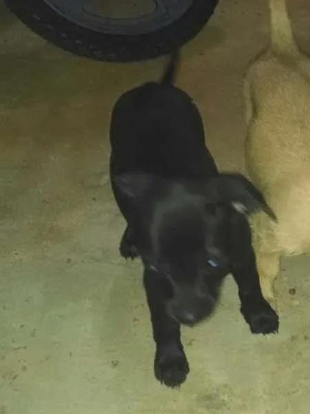 Cachorro ra a SRD idade 2 a 6 meses nome tipreta