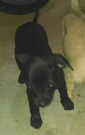 Cachorro raça SRD idade 2 a 6 meses nome tipreta